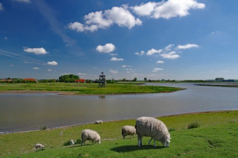 Osterscheelde National Park, sheep on the dike