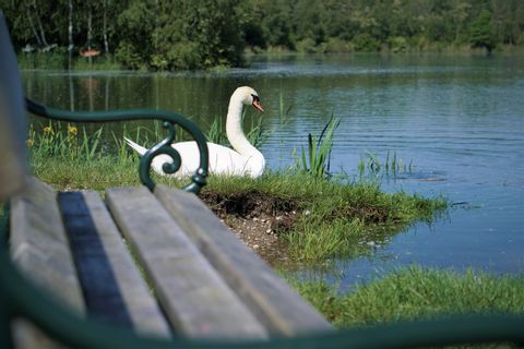 Swan's Nest on the Danube on the Cycle Route to Vienna