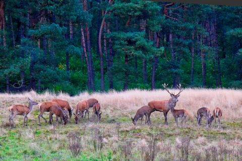 Red deer in Veluwe National Park