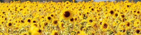 Sonnenblumen im Burgund