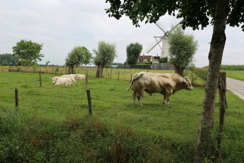 Stier in Belgien