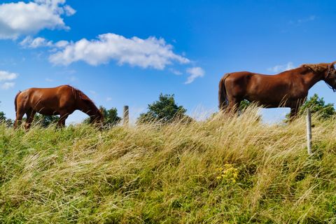 Horses in Zeeland